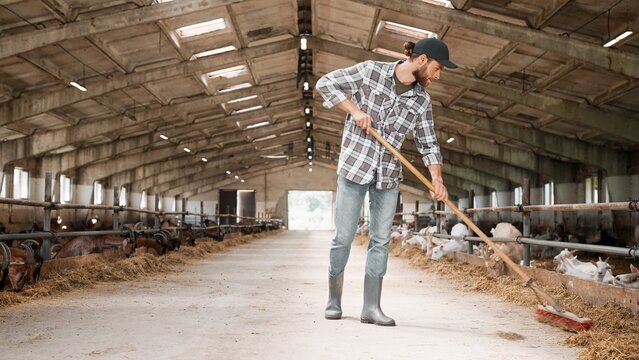 Handsome Caucasian man carefully working in goat farm. Wearing boots and work uniform. Attractive worker holding broom, sweeping and cleaning barn while lambs eating hay. Farming business industry.