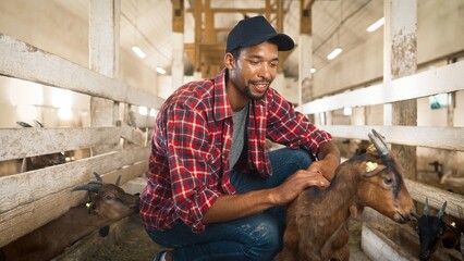 African American man caring about goat in shed on farm. Happy male sitting near shed with cattle....