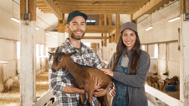 Attractive Caucasian workers holding brown goat with horns in barn. Happy farmers taking care of farm animals together. Standing in shed, smiling and looking at camera. Concept of cattle, mammal.