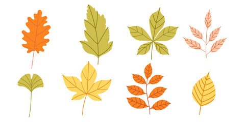 A set of fall leaves from different trees, ash, oak, maple, chestnut, birch. Vector illustration Autumn fall