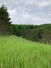 Obraz premium green field and forest