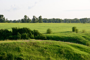 Obraz premium A beautiful wide open green field with trees under a bright sky