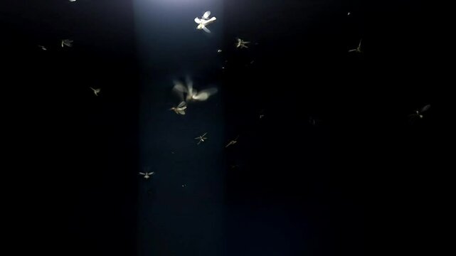 Creepy swarm of flying insects and glowing yellow fireflies near an LED light create a haunting overlay against the dark night&mdash;perfect for real insect wildlife scenes or spooky Halloween backgrounds.