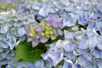 Hydrangea macrophylla in the garden