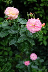 Fototapeta premium pink rose in garden