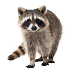 Fototapeta premium Raccoon animal png nocturnal mammal png masked forest critter png curious wild animal png black and grey fur png transparent background image