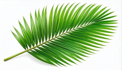 Obraz premium Green Palm Frond with White Background.