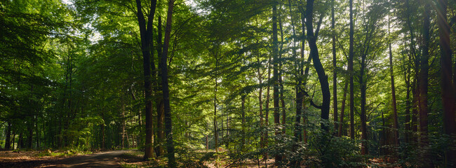 Obraz premium Der Wald erwacht im Juni am Morgen mit weichem Licht