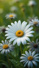 Obraz premium Hyperrealistic Blooming Daisy in Soft Green Meadow