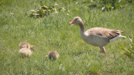 Wild geese