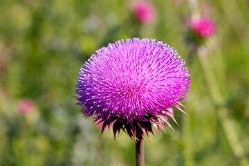 Purple thistle close-up summer sunlight bees flying medicinal herb nature healing nectar pollen bright vibrant floral bloom wild plant countryside beauty health
