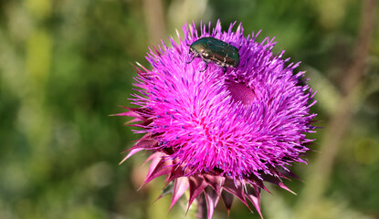 Purple thistle close-up summer sunlight bees flying medicinal herb nature healing nectar pollen bright vibrant floral bloom wild plant countryside beauty health