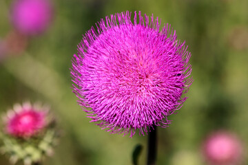 Purple thistle close-up summer sunlight bees flying medicinal herb nature healing nectar pollen bright vibrant floral bloom wild plant countryside beauty health