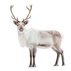 Fototapeta premium Reindeer animal png Arctic deer species png antlered mammal png Christmas themed animal png wild herd herbivore png transparent background image