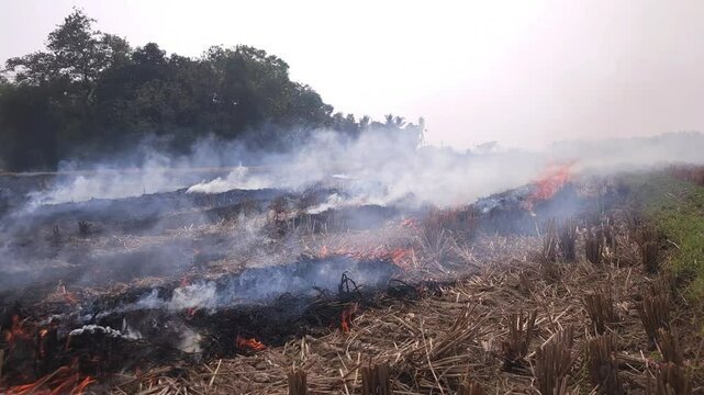 Stubble Burning in India( Parali burning), also known as stubble or straw burning, It significantly contributes to air pollution, releasing harmful gases and particulate matter into the atmosphere.