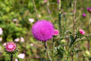 Purple thistle close-up summer sunlight bees flying medicinal herb nature healing nectar pollen bright vibrant floral bloom wild plant countryside beauty health
