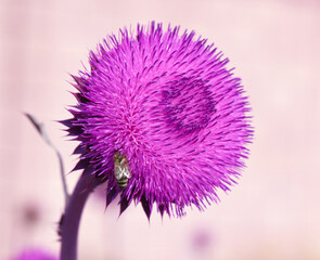 Purple thistle close-up summer sunlight bees flying medicinal herb nature healing nectar pollen bright vibrant floral bloom wild plant countryside beauty health