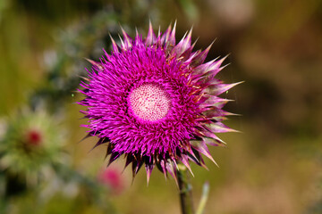 Purple thistle close-up summer sunlight bees flying medicinal herb nature healing nectar pollen bright vibrant floral bloom wild plant countryside beauty health