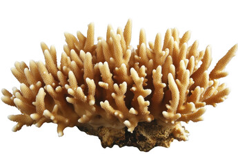 Golden Coral Reef Fragment