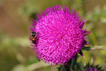 Purple thistle close-up summer sunlight bees flying medicinal herb nature healing nectar pollen bright vibrant floral bloom wild plant countryside beauty health