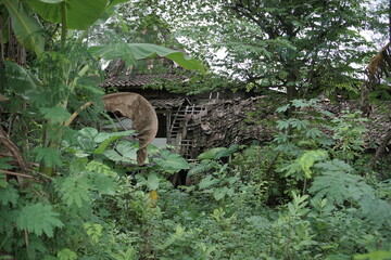 Overgrown Ruins Nature Reclaiming a Forgotten Structure