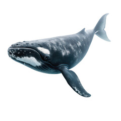 Fototapeta premium Right whale animal png large baleen whale species png endangered marine mammal png slow moving ocean giant png transparent background image