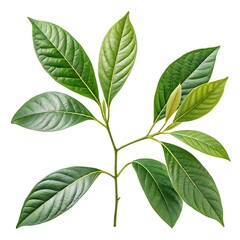 Green tropical plant branch with lush leaves isolated on white background