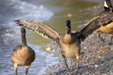 Exuberant juvenile Canada goose Branta canadensis spreads its wings wide as it joyfully runs along...