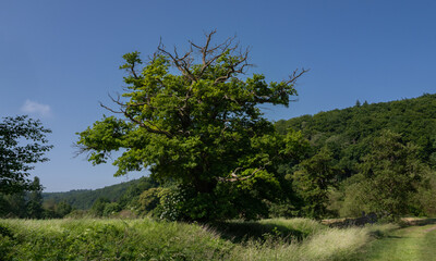 Obraz premium Alte einzelne Eiche auf einem Feld, Äste vertrocknen