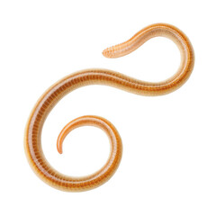 Roundworm animal png parasitic nematode species png small worm animal png microscopic invertebrate png biological specimen png transparent background image