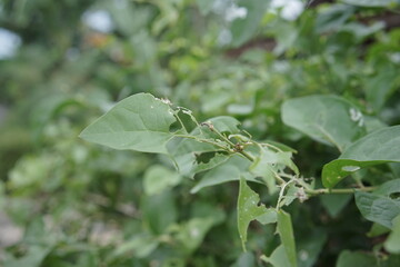 Leaf Damage Identifying Holes and Pests in Plants