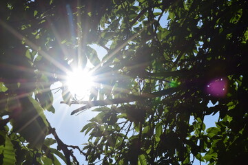 Le soleil &agrave; travers les branches