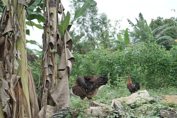 Rural Chickens Amidst Lush Banana Trees A Glimpse into Rustic Farm Life