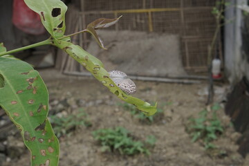 Close-up of a Small Butterfly on a Leaf Nature's Delicate Beauty