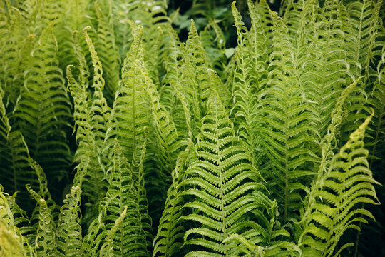Lush green ferns creating natural background texture