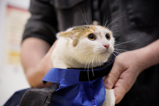 Cat at the veterinarian receiving attentive care