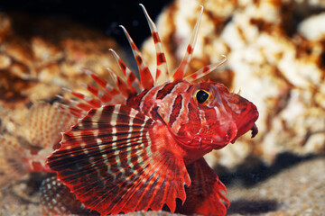 Blackfoot or Gurnard Lionfish (Parapterois heterura)