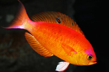 Japanese splendid perch (Callanthias japonicus)
