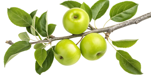 Apple tree twig branch with fruits isolated on white or transparent background
