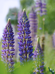 Fototapeta premium Blühende Lupinen am Feldrand, Einzelblüte