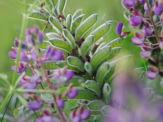 Blühende Lupinen am Feldrand, Einzelblüte