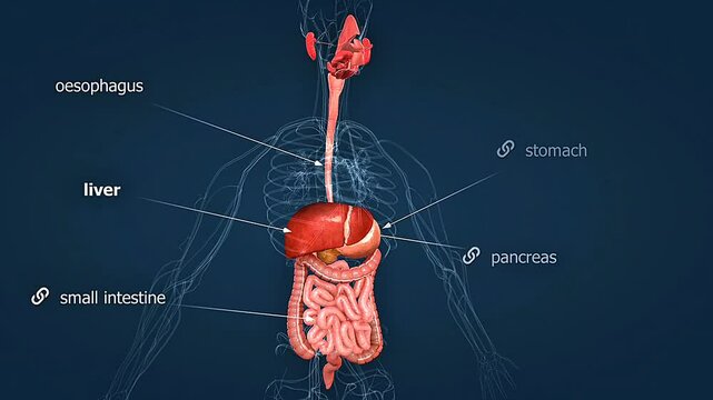 Gestrointestinal system anatomy