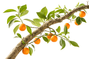 Branch of orange tree with fruits isolated on white or transparent background