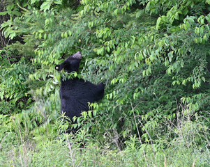 Bear Standing to Eat Cicadas