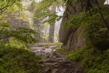 Wanderweg bei mystischem Licht im Isergebirge in Tschechien 2