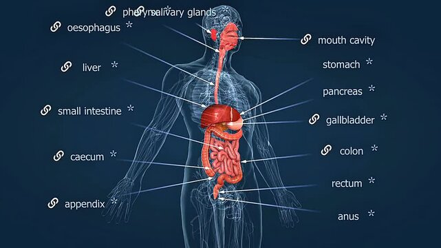 Human digestive system anatomy