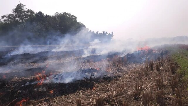 Stubble Burning in India( Parali burning), also known as stubble or straw burning, It significantly contributes to air pollution, releasing harmful gases and particulate matter into the atmosphere.