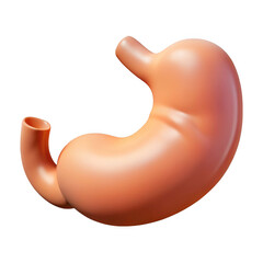 3d render of human stomach isolated on transparent background