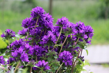 Purple flowers of clustered bellflower (Campanula glomerata) on flowerbed in summer garden