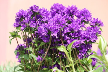 Fototapeta premium Purple flowers of clustered bellflower (Campanula glomerata) on flowerbed in summer garden